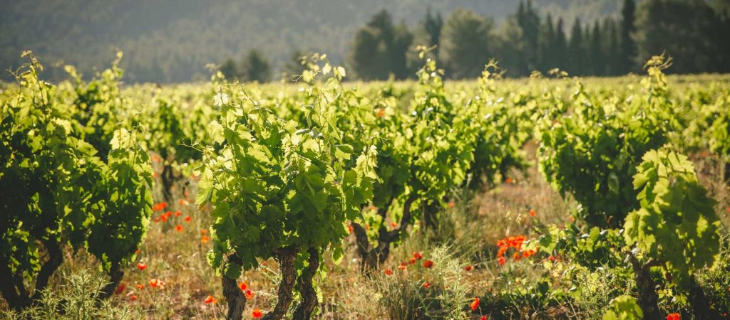 Celler del Roure