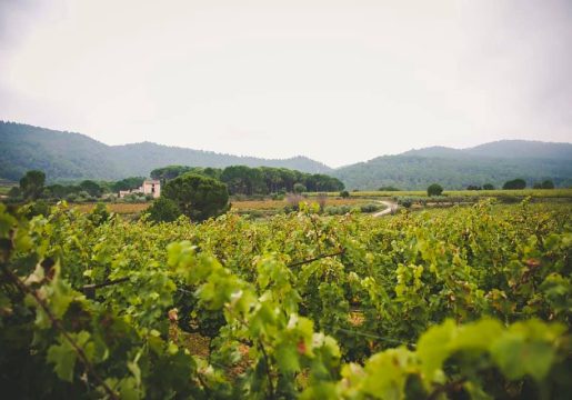 celler del roure_ bodega valencia premium 5